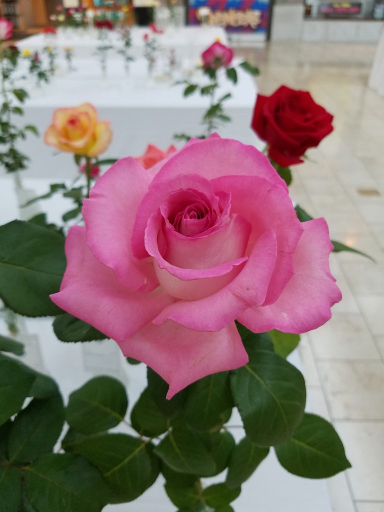 Rose Entry